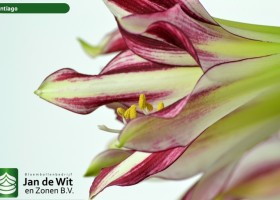 hippeastrum Santiago (3)